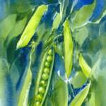 Sugar Snap Peas  SOLD
10''  x  14"
