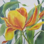 Golden Tulip
10'' x 10" 
w/c on canvas