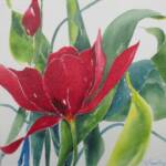 Red Tulip
10'' x 10"  
w/c on canvas
